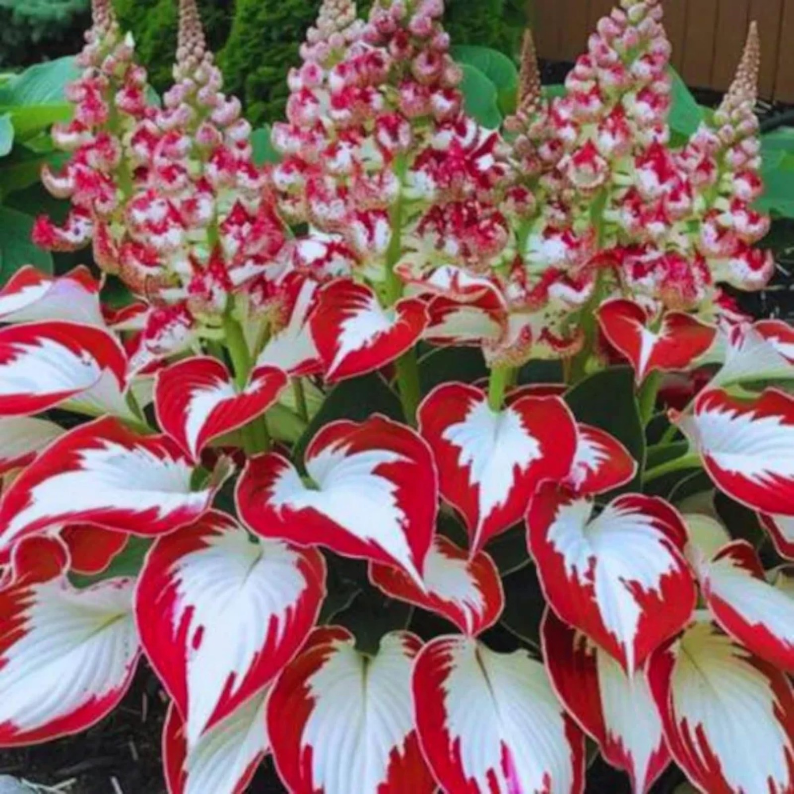 200+ Hosta Seeds Heart-Shaped Hosta Bare Roots – Rich Foliage, Heart Shaped Leav