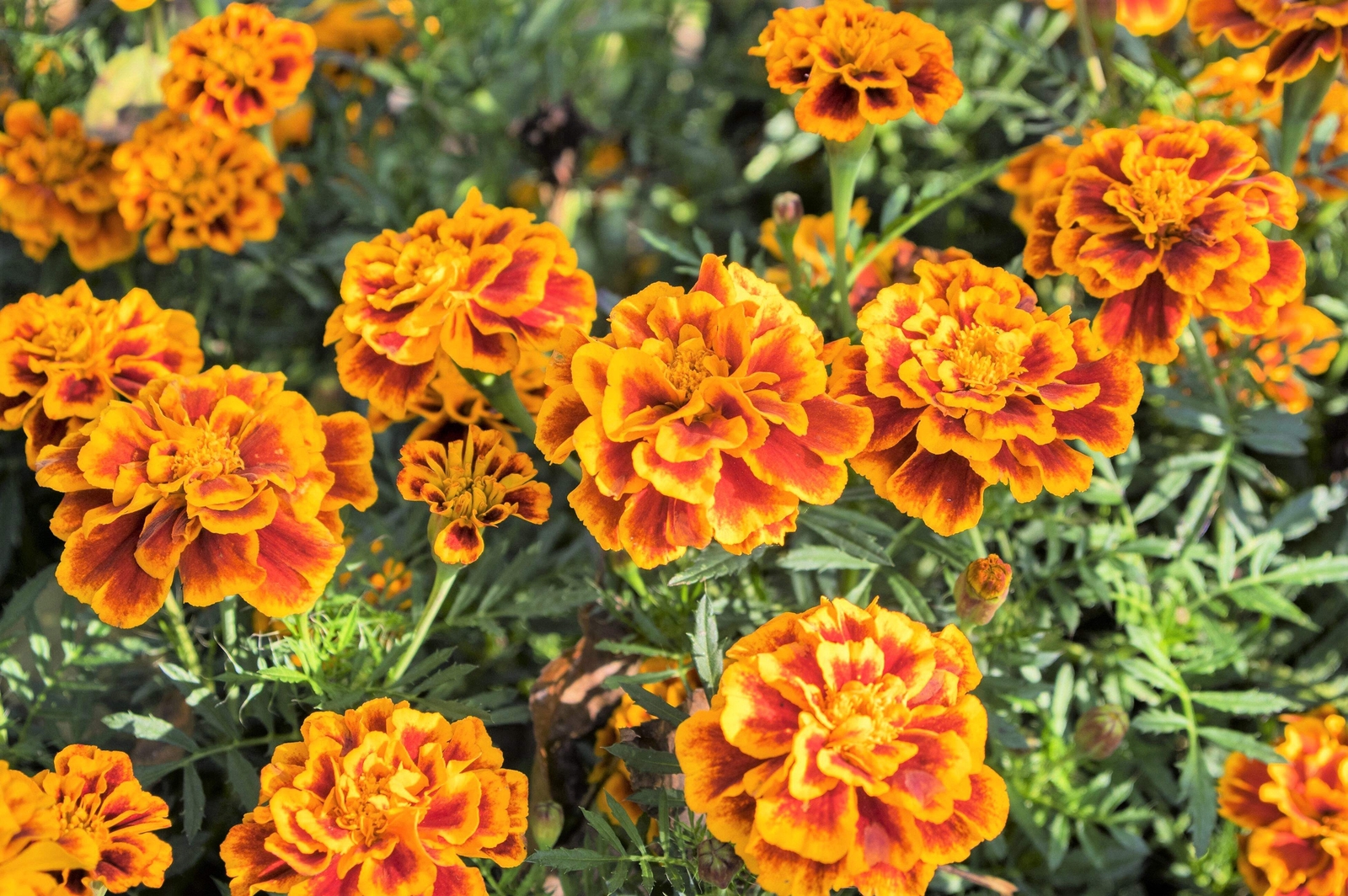 400 FRENCH MARIGOLD SPARKY Mixed Colors Tagetes Patula Flower Seeds *Flat S/H