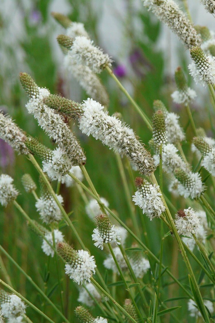 White Prairie Clover Seeds 250+ NATIVE WILDFLOWER USA FREE SHIPPING PERENNIAL