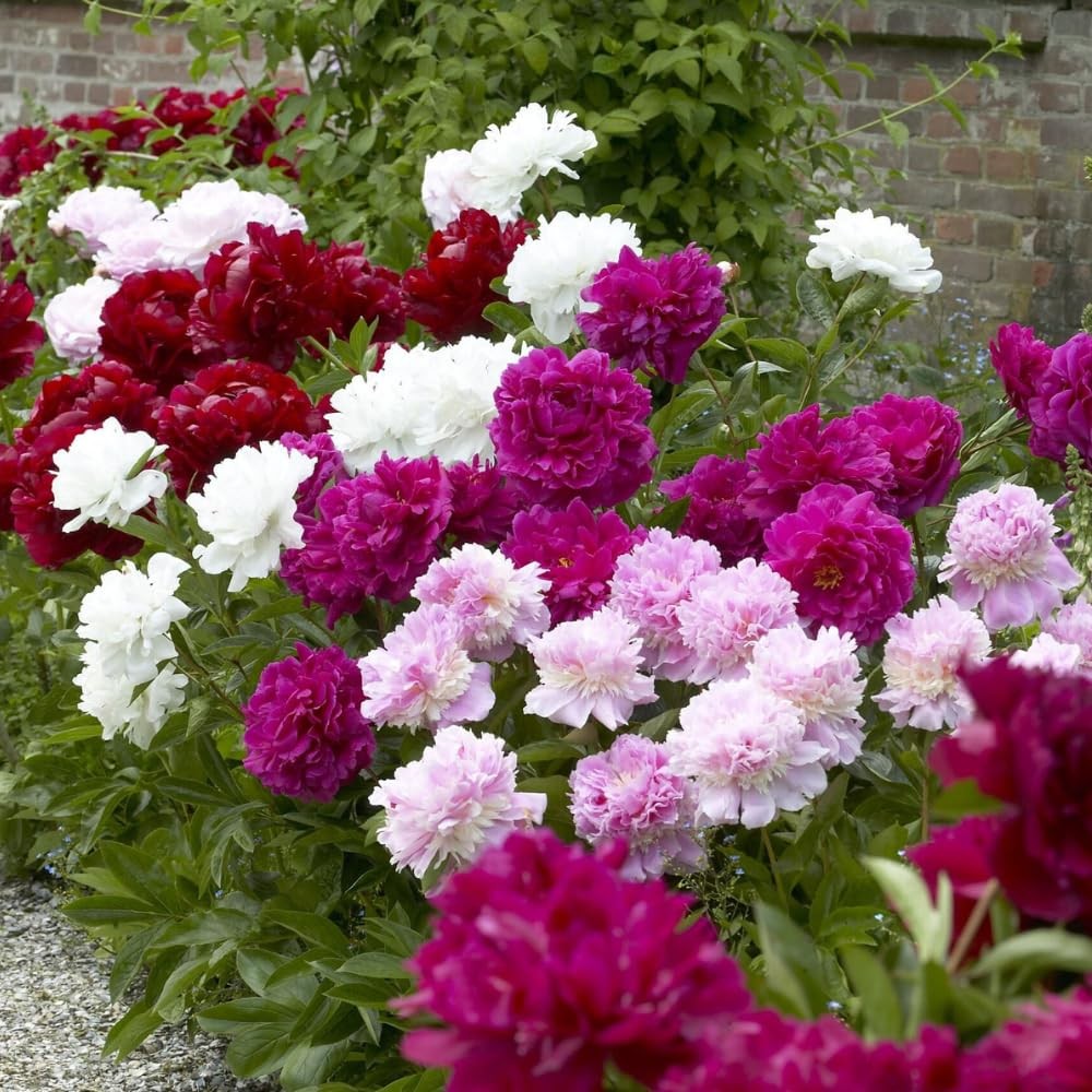98 Mixed Peony Seeds for Planting – Colorful Perennial Flower Seeds, Heirloom…