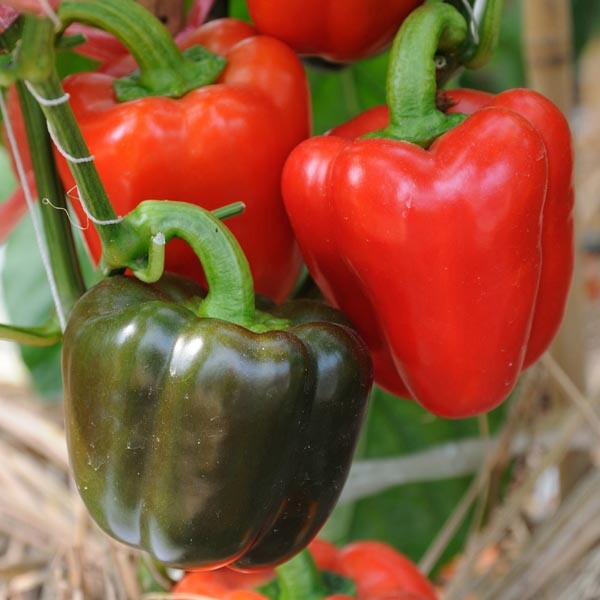 California Wonder bell pepper seeds NON-GMO VERY HEALTHY BIG TASTE NUTRITIOUS!