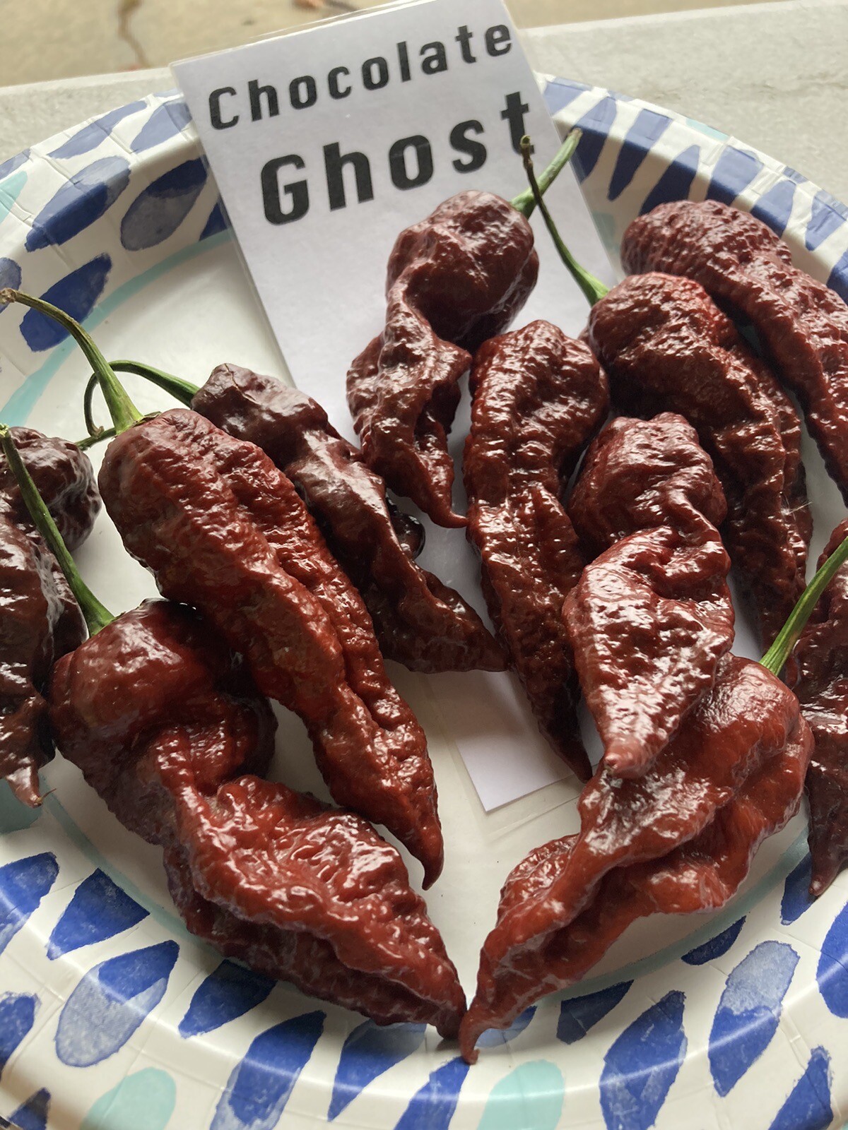 Chocolate Ghost Pepper Seeds 15+ Per Pack