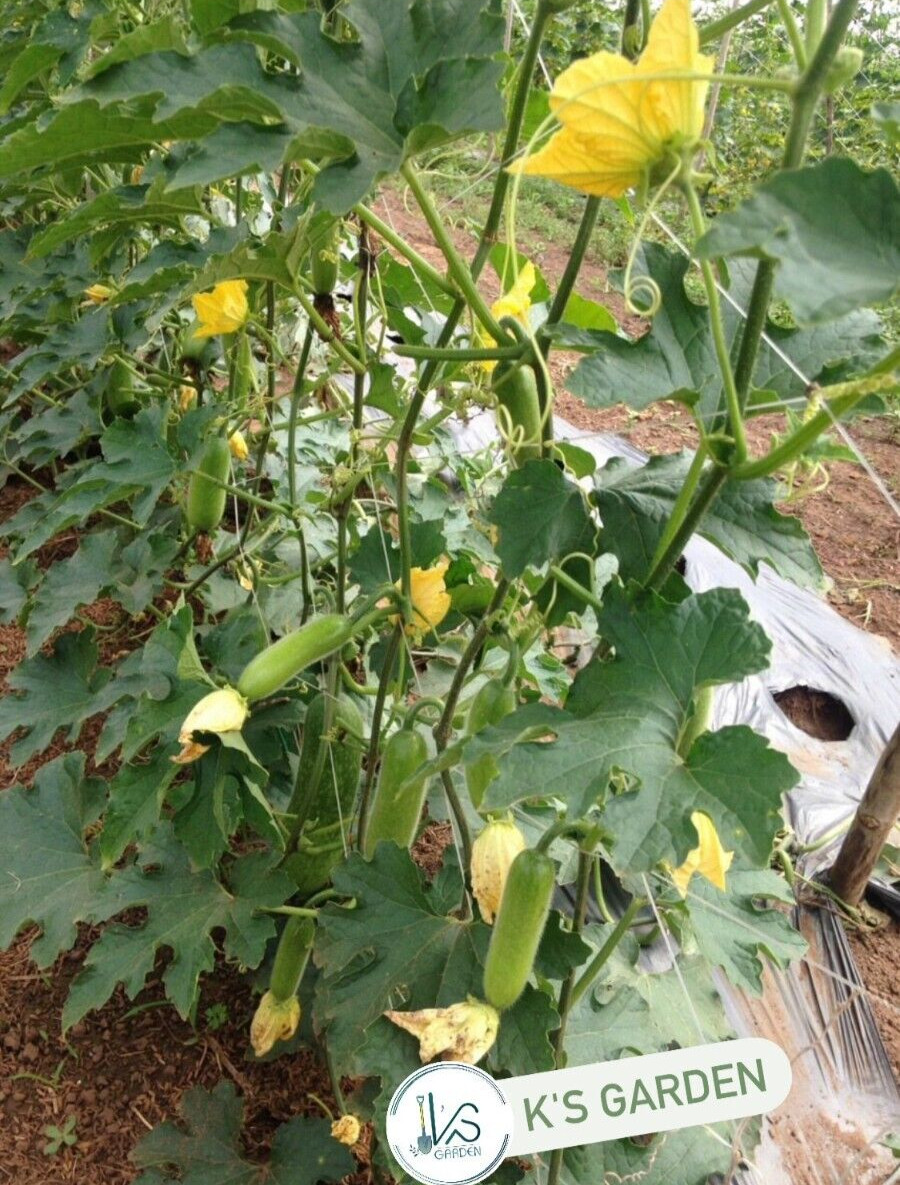 (20 PCS) F1 CUCUMBER SEEDS, DƯA LEO LAI F1 | 98% GERMINATION |