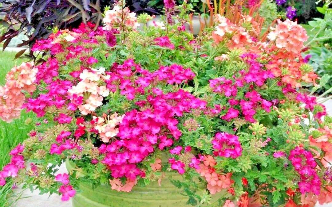 201+VERBENA MIX Flower Seeds Groundcover Hanging Baskets Container Flower Garden