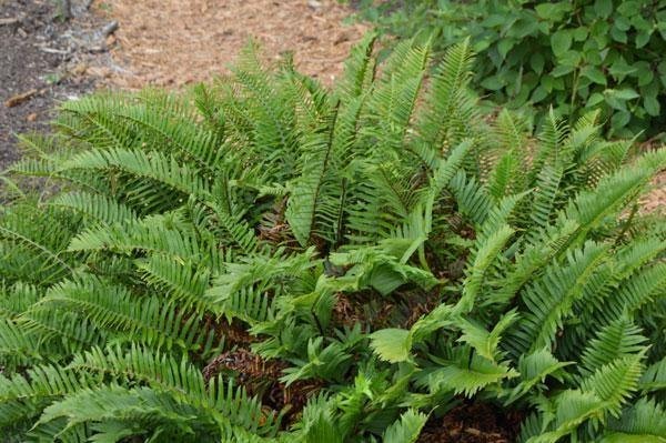 Polystichum munitum | Western Sword Fern | 2000 Spores