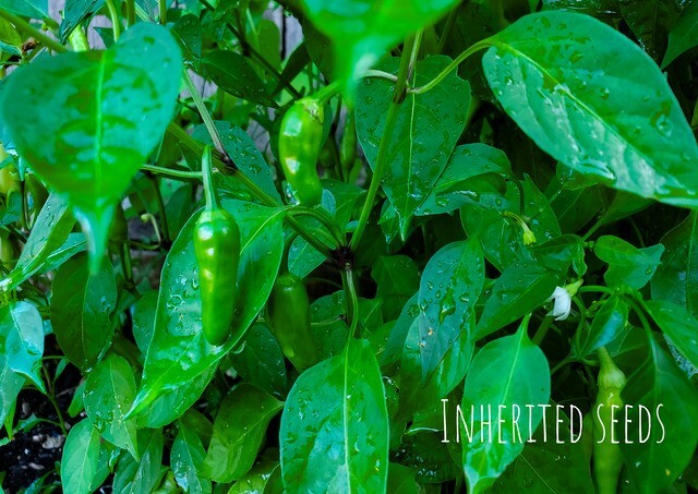 Kanthari / BirdsEye Chilli pepper HEIRLOOM 50+ seeds 100% Organic Grown in USA