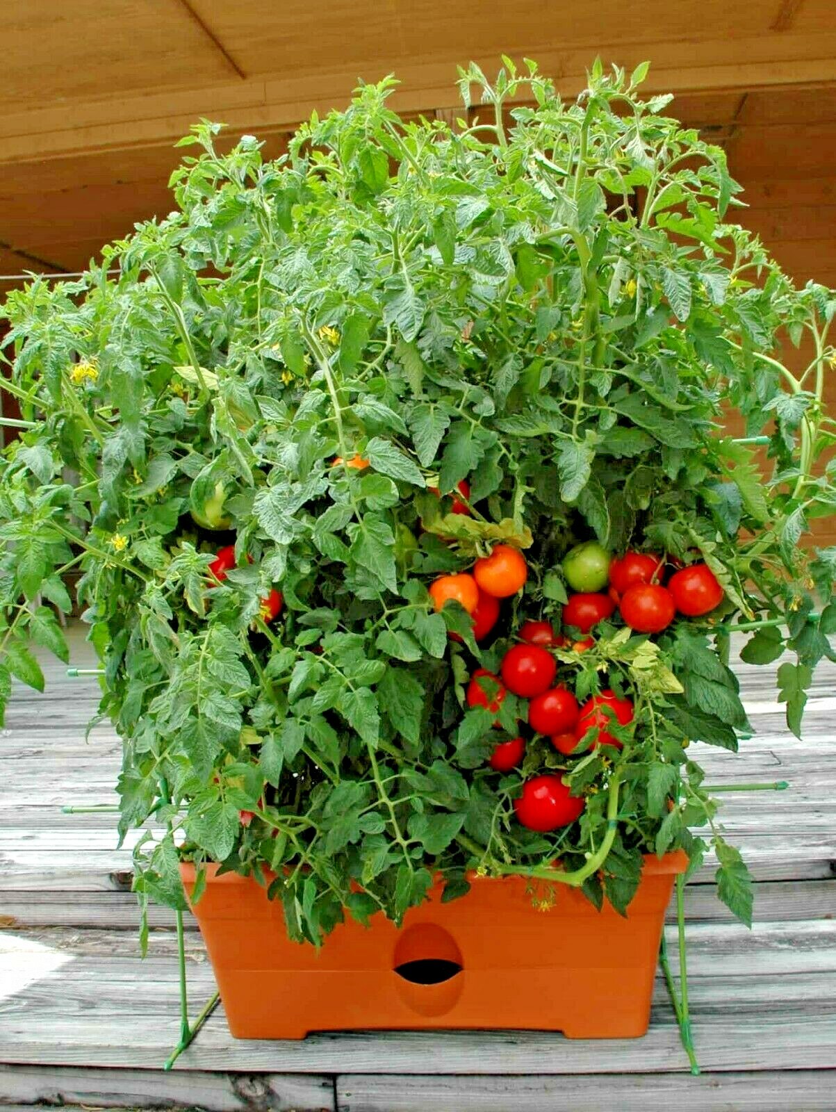 25+Patio BUSH TOMATO Seeds Organic Compact 36″ Plant Vegetable Garden Container