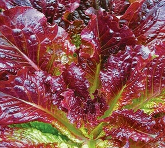 RED ROMAINE LETTUCE SEEDS 1000+ healthy GARDEN LEAFY greens SALAD FREE SHIPPING