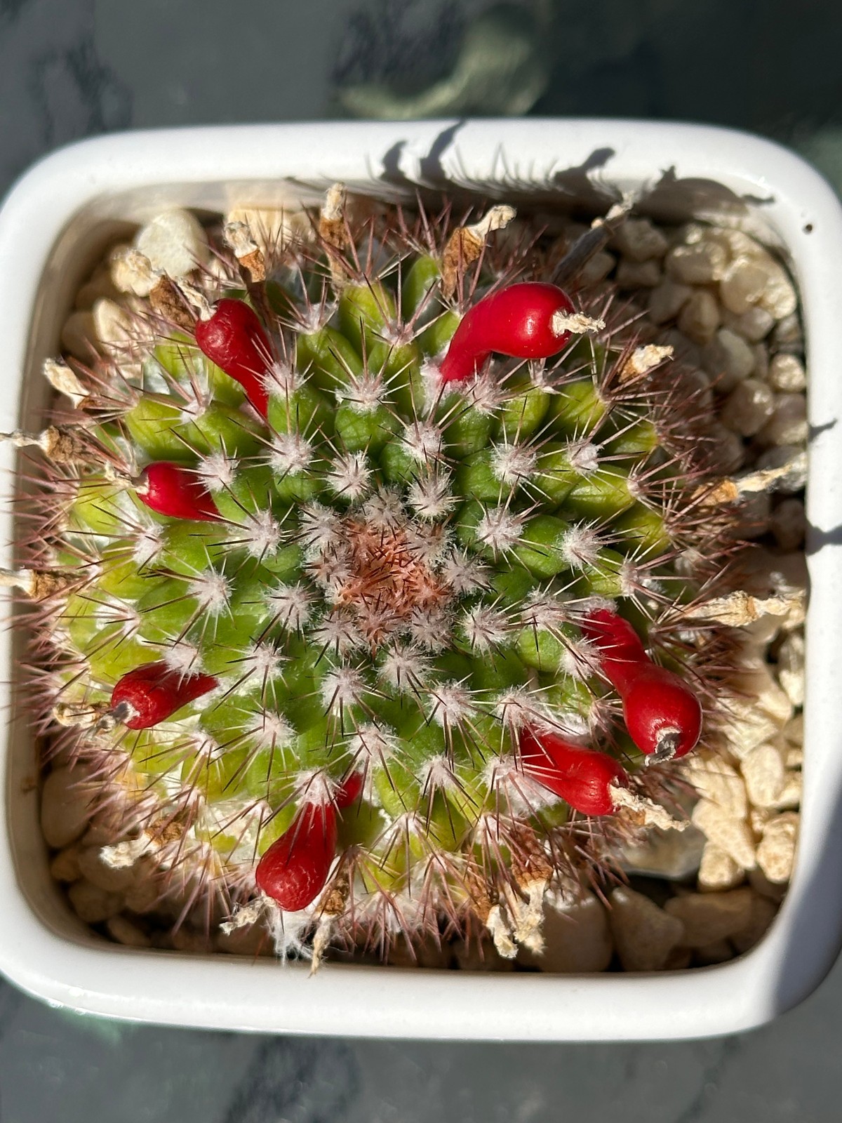 Mammillaria Mammillaris Live Cactus in 4″ pot FREE SHIPPING