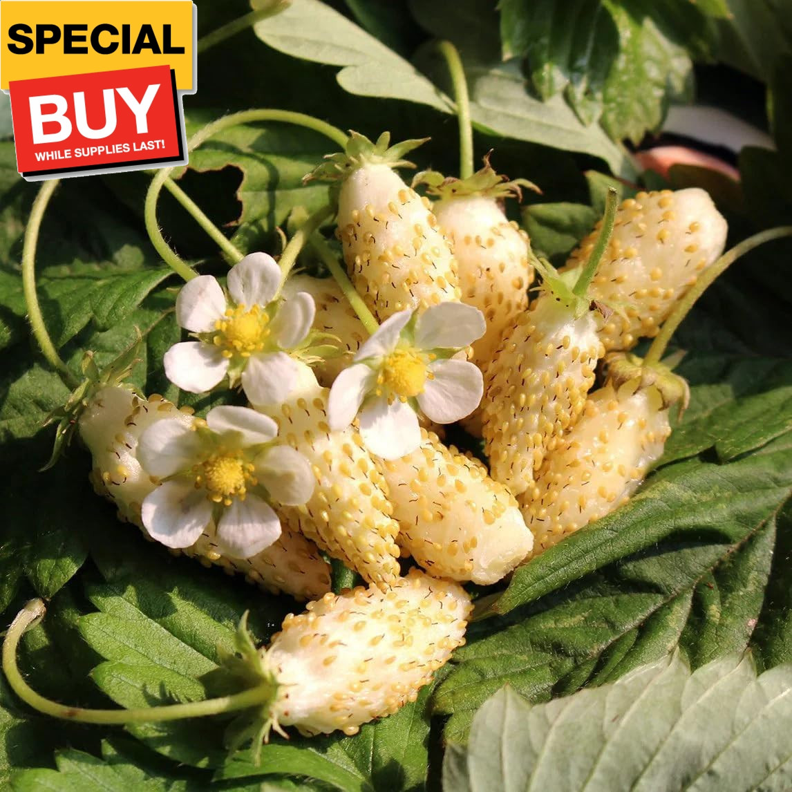 5 Types Mix Fruit Seeds for Planting 100 Red Strawberry &100 White Strawberry &1