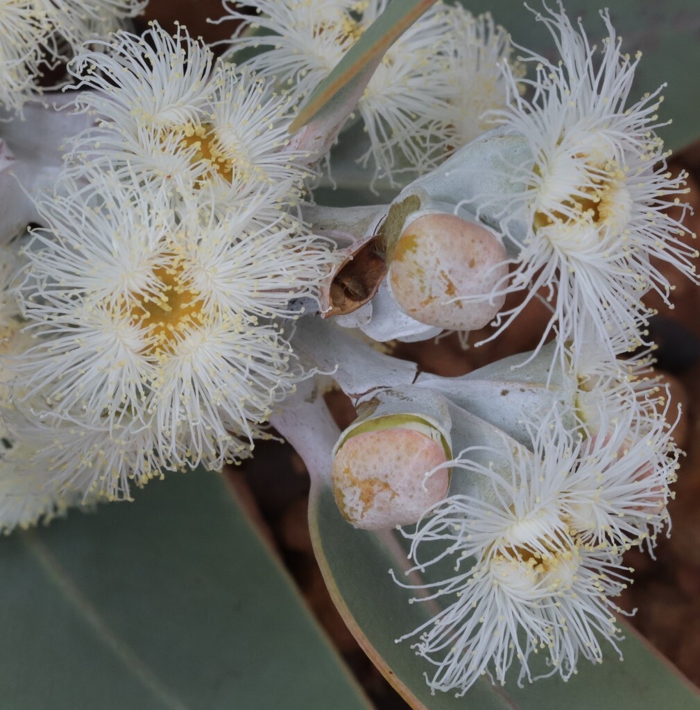 Eucalyptus pleurocarpa (tetragona) Seeds – ‘Tallerack’ – Silver Leaf