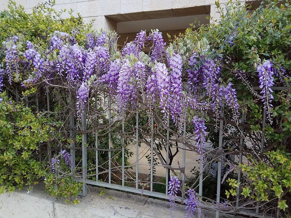 Wisteria sinensis | Chinese Wisteria | 10 Seeds