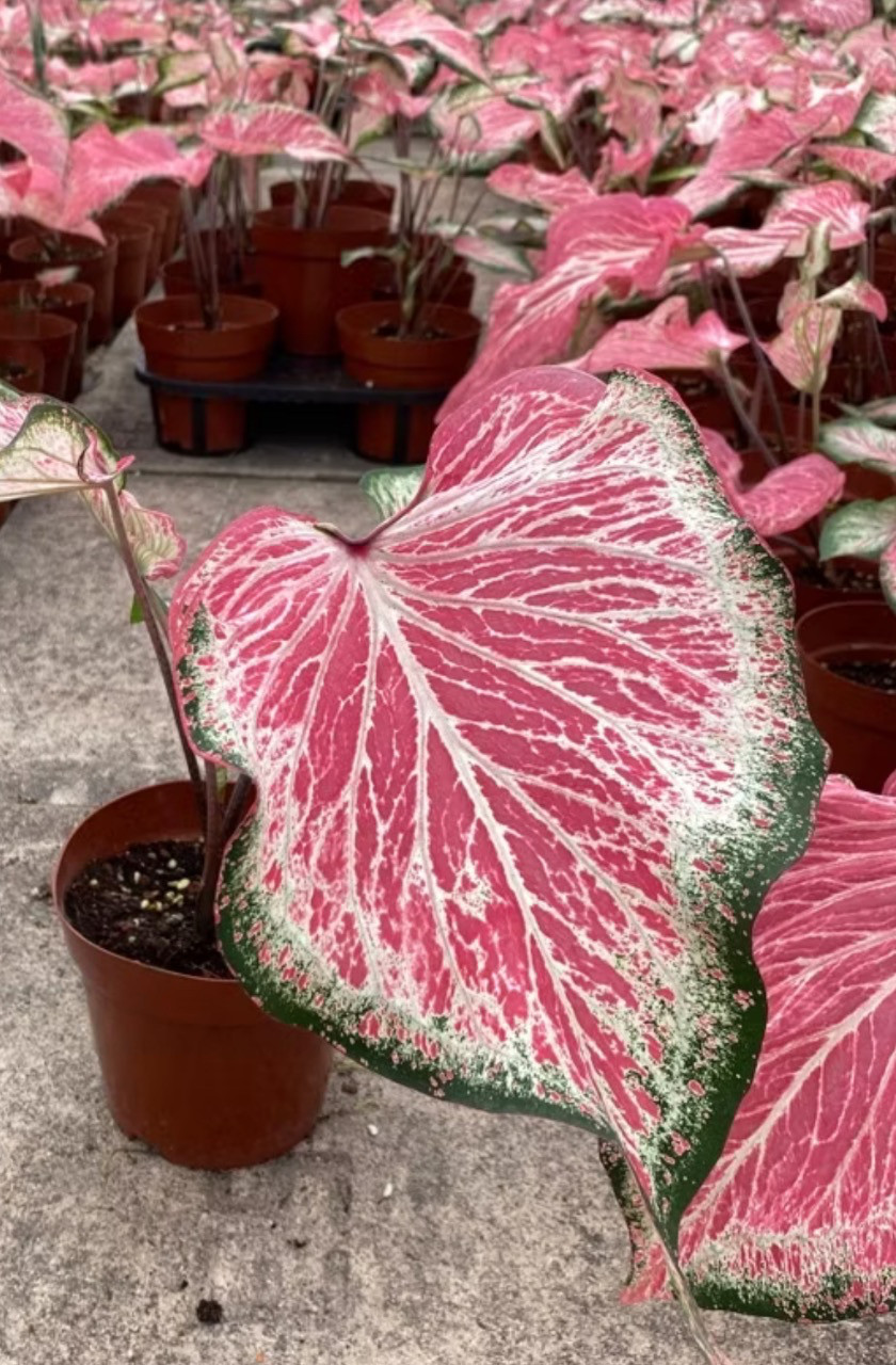 AUTHENTIC Caladium Blushing Bride 1 bulbs