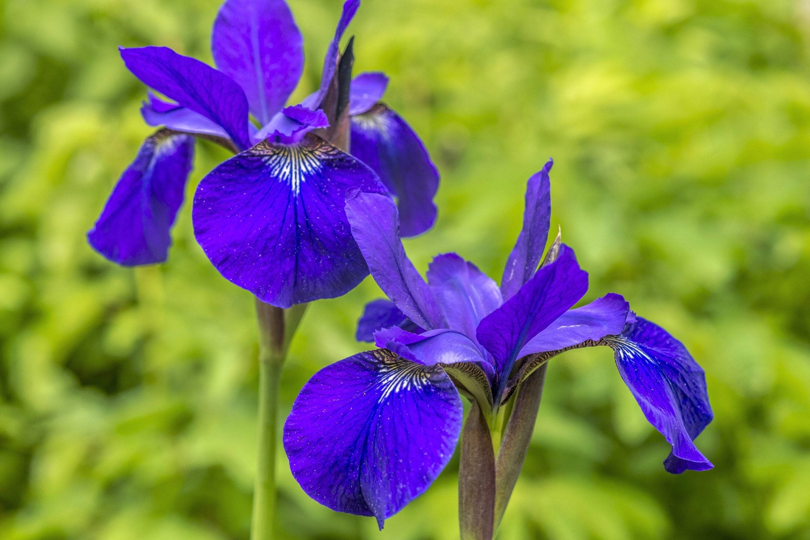 25 BLUE FLAG IRIS Versicolor Fragrant Native Purple Yellow White Flower Seeds