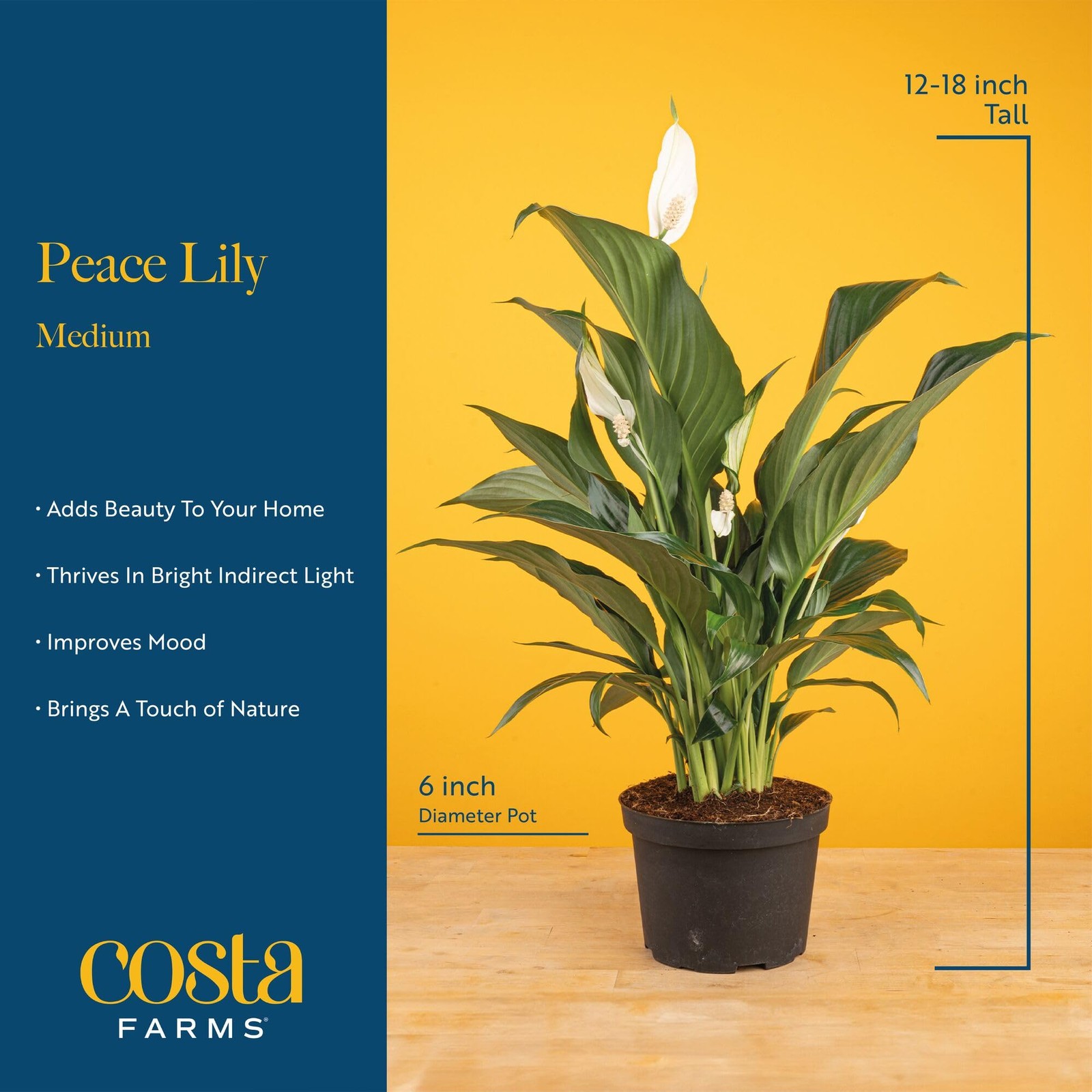 Peace Lily Live Plant in Decorative Pot, Air Purifying Flowering Indoor House…