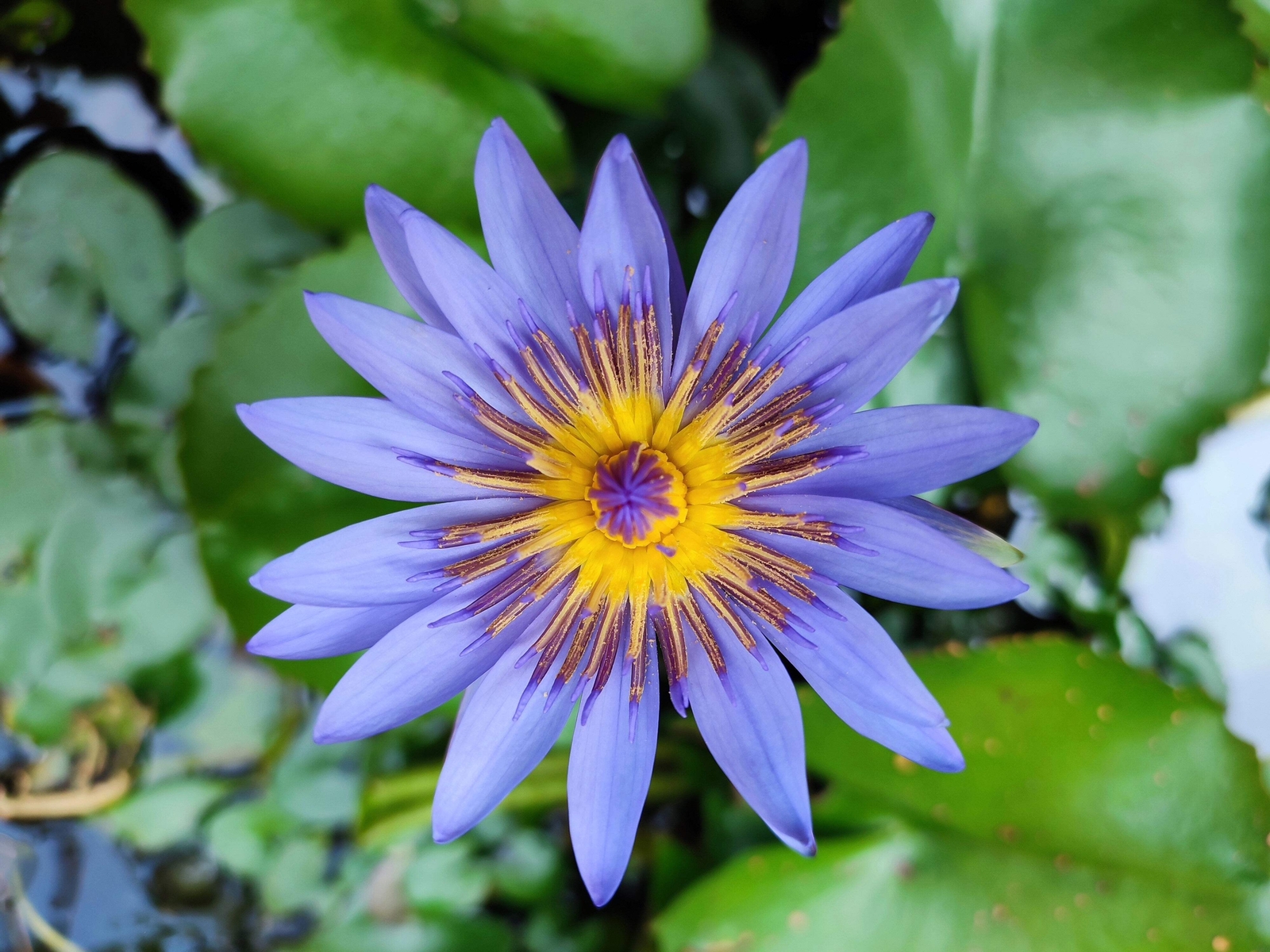 10 BLUE WATER LILY Pad Nymphaea Caerulea Asian Lotus Flower Pond Seeds *Comb S/H