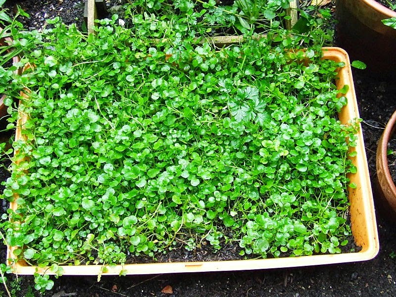 2000+WATERCRESS Seeds Organic Non Gmo Container Indoors Shade Garden Herb Easy