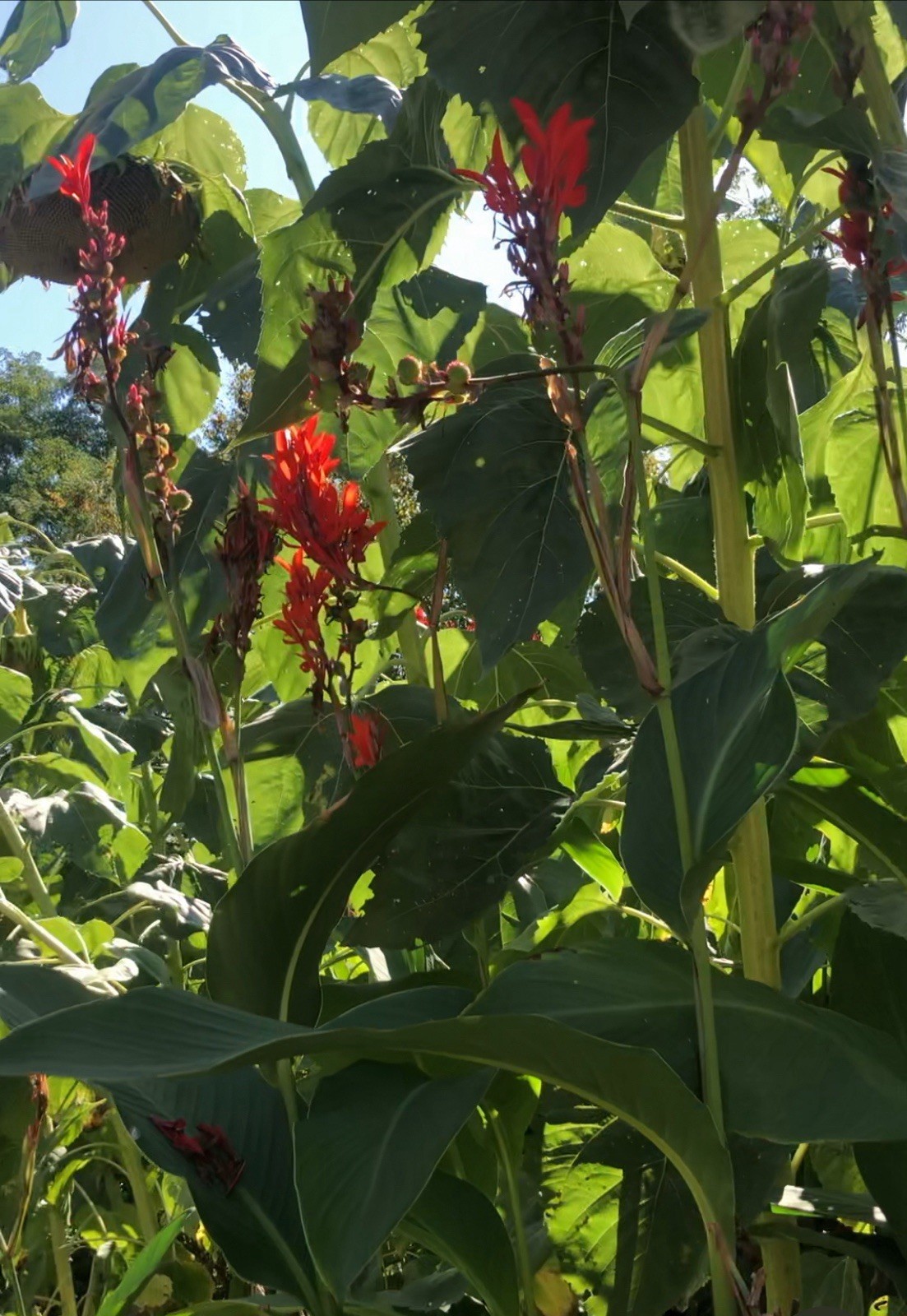 YOU GET 1LB! TROPICAL RED CANNA LILY BULBS (Grow In Any State) Already Flowering