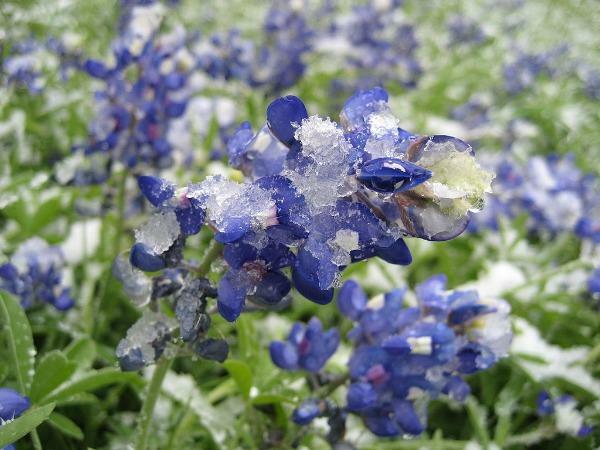 Lupinus texensis | Texas Bluebonnet or Lupine | 20 Seeds