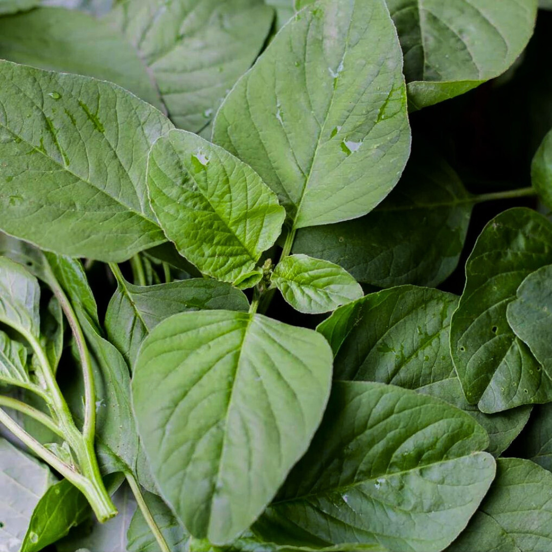 Fresh Green Leaf Amaranth Seeds | Lu Hsien | Heirloom Non-GMO | Asian Vegetables