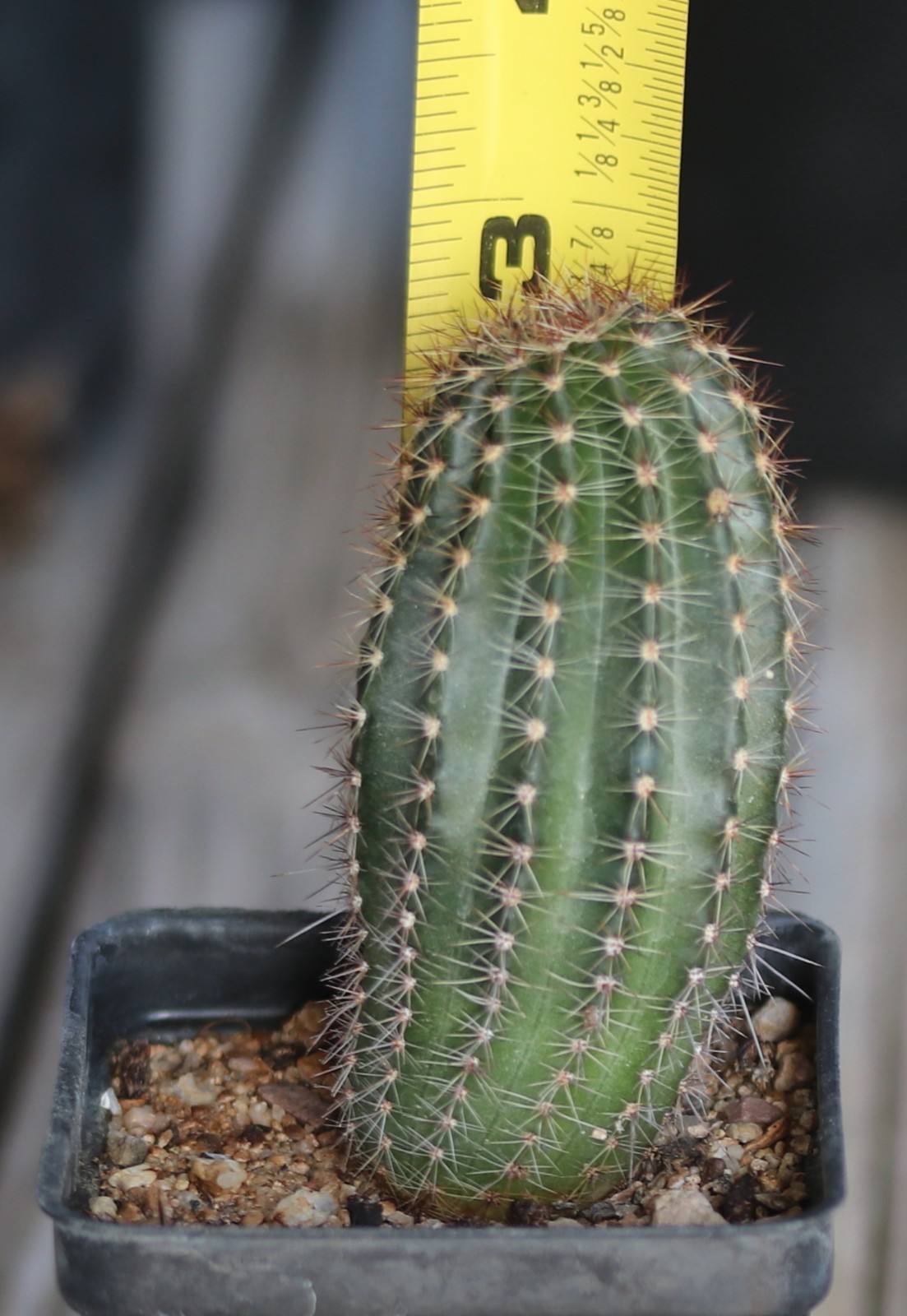 Echinopsis hybrid ‘Sierra Skyline’ x ‘Uranus’