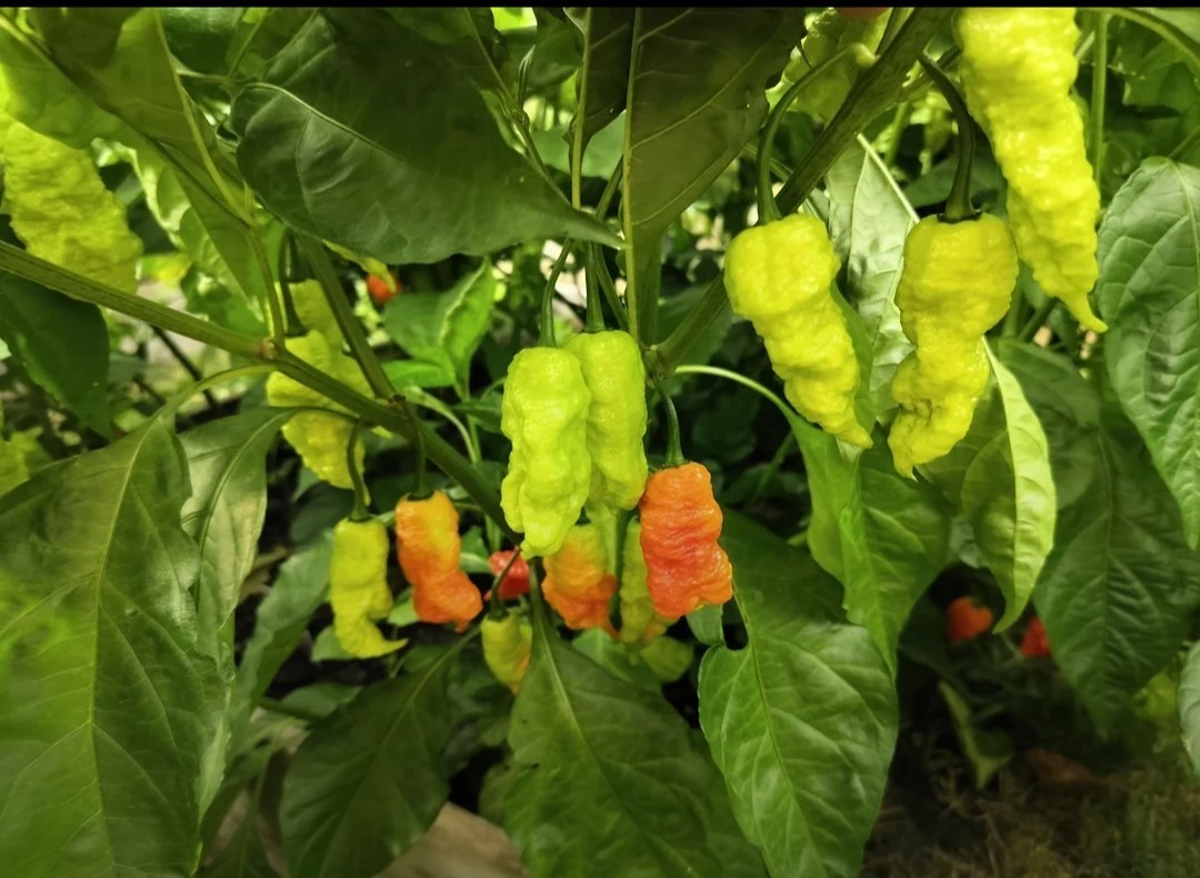 SUPERHOT!- Variety Pack – Over 200! Seeds – One Dozen Different Hot Varieties.