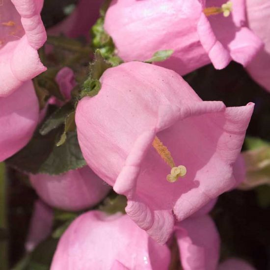 400 seeds Canterbury Bells Pink attracts pollinators +gift