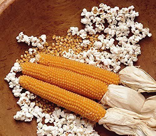 Rare Corn Seeds for Planting – 25 Seeds per Packet