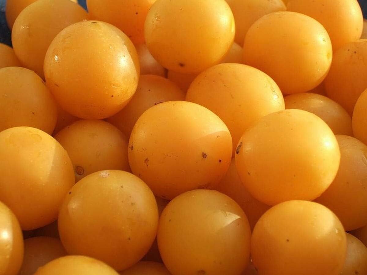 Mirabelle Plum – 5 Seeds – Prunus domestica syriaca