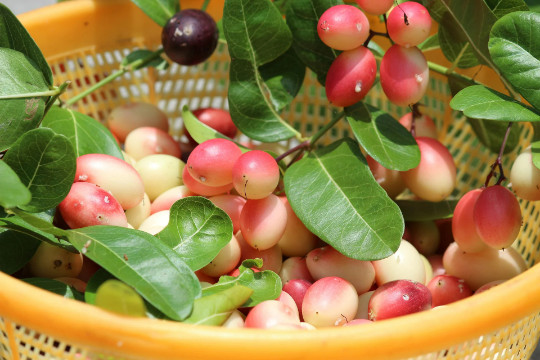 Indian Cherry {Rhamnus caroliniana} Deciduous Tree 10 seeds Free Shipping!