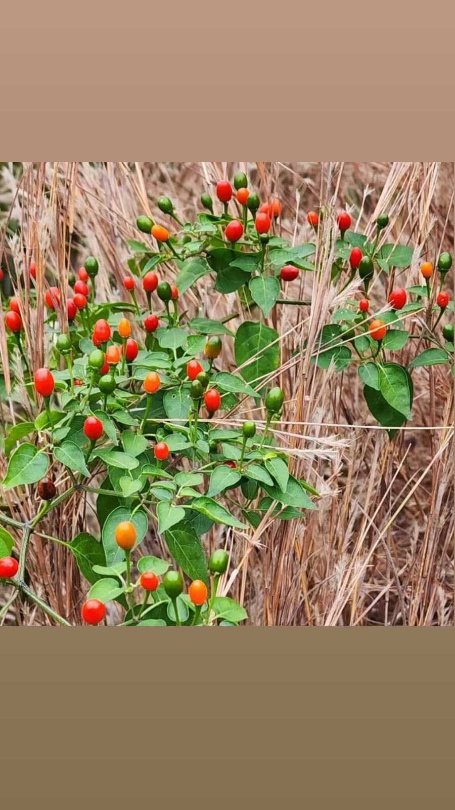 🔥 Wild Chile Pequin Seeds – 100+ Seeds | Rare Mountain Chili |