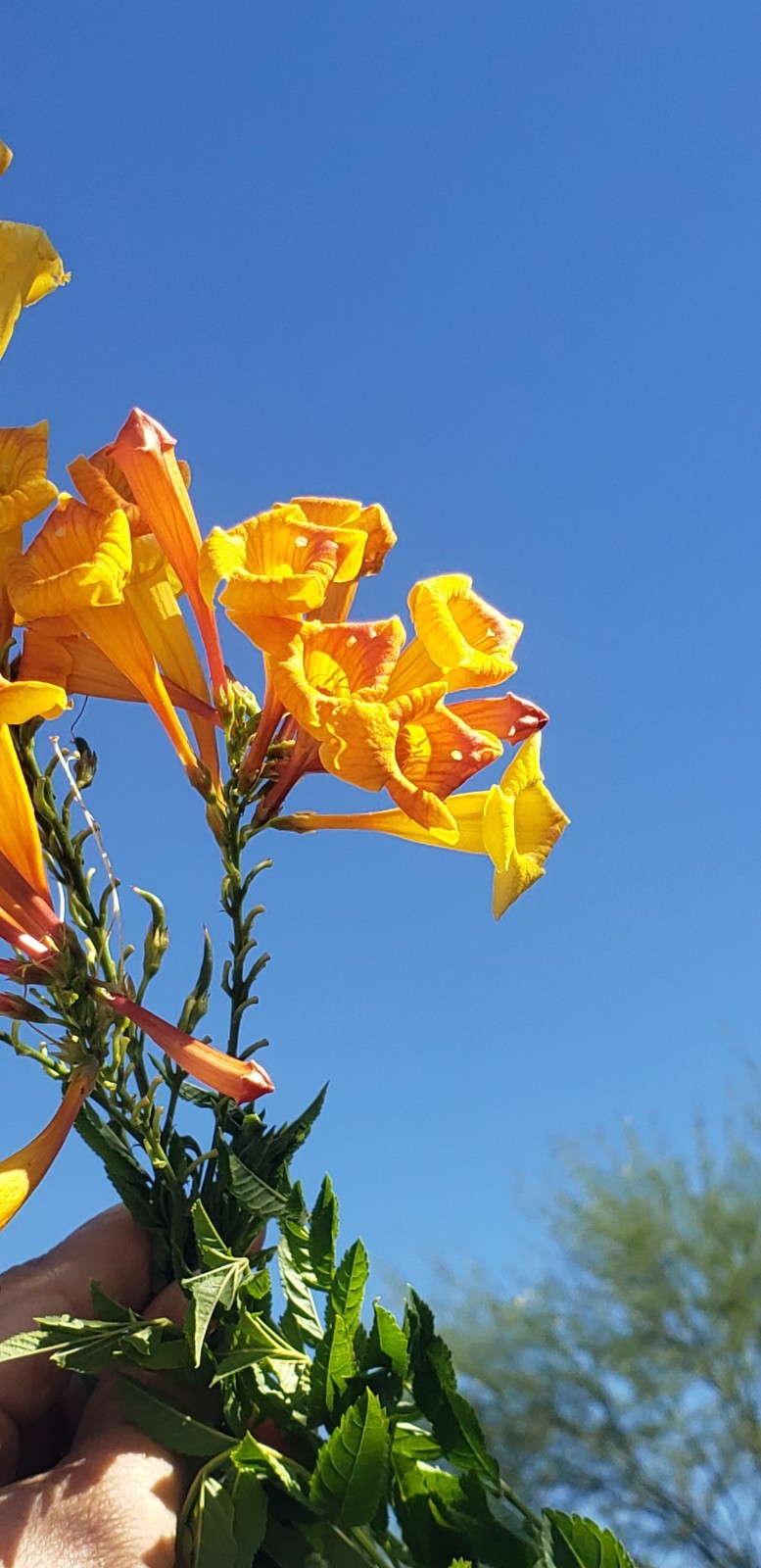(25) Orange Jubilee (Tecoma Stans) Seed Flowering Shrub Seeds Drought-resistant