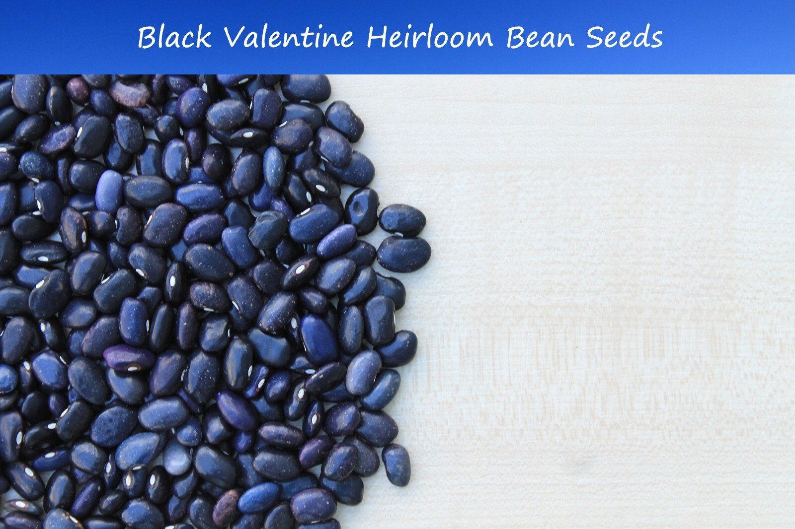 Bean Seeds -Black Valentine Bean – 200 Heirloom Bean Seeds- Seed Pack