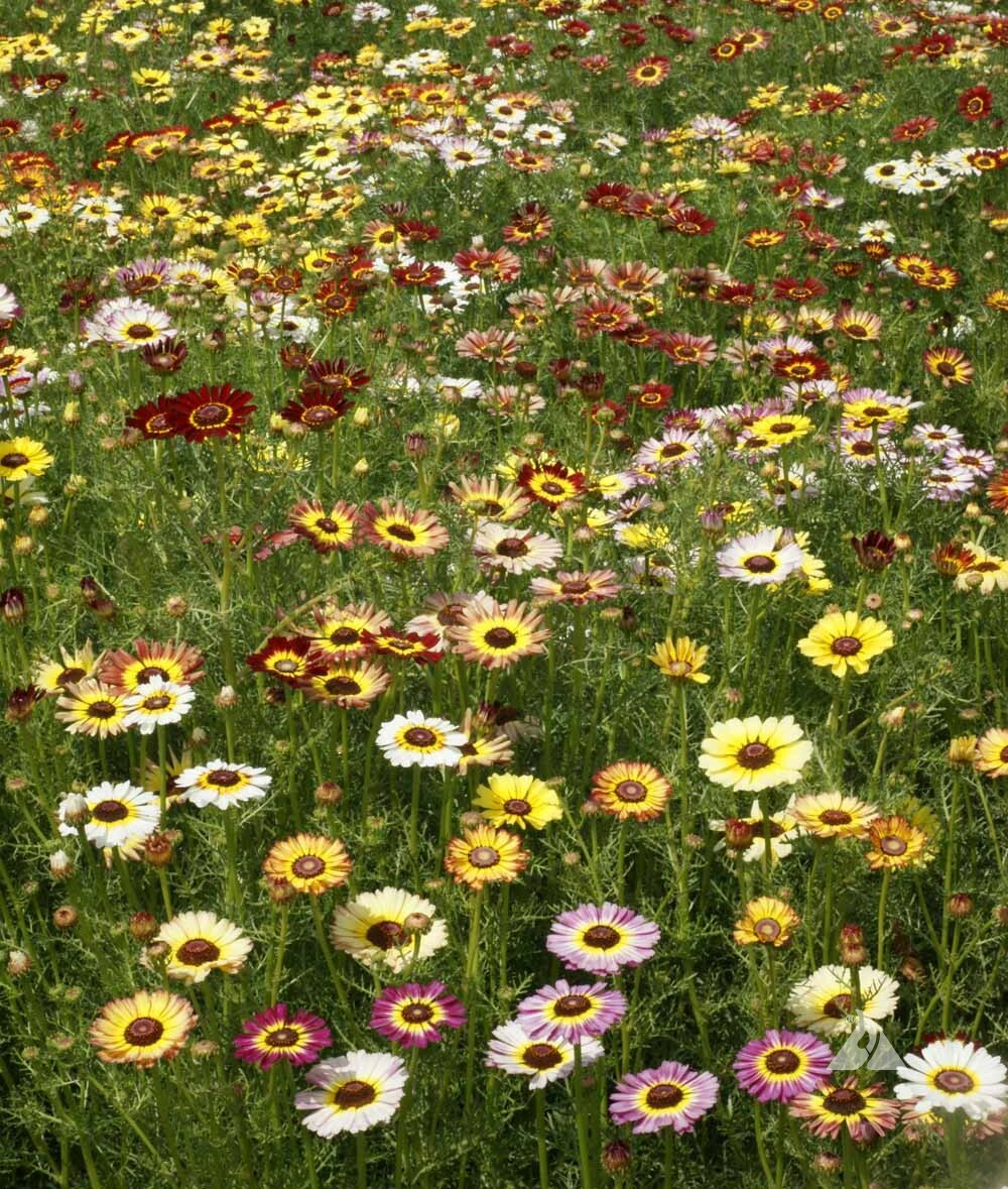 Painted Daisy MIXED Colors Pollinators Butterflies Perennial Non-GMO 200 Seeds!