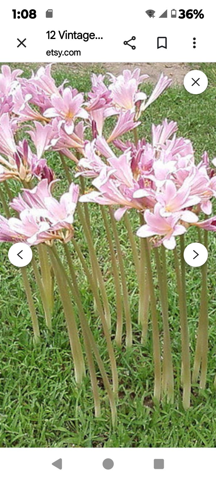3 Lycoris Squamigera Bulbs (Surprise Lily / Naked Lady) FREE SHIPPING
