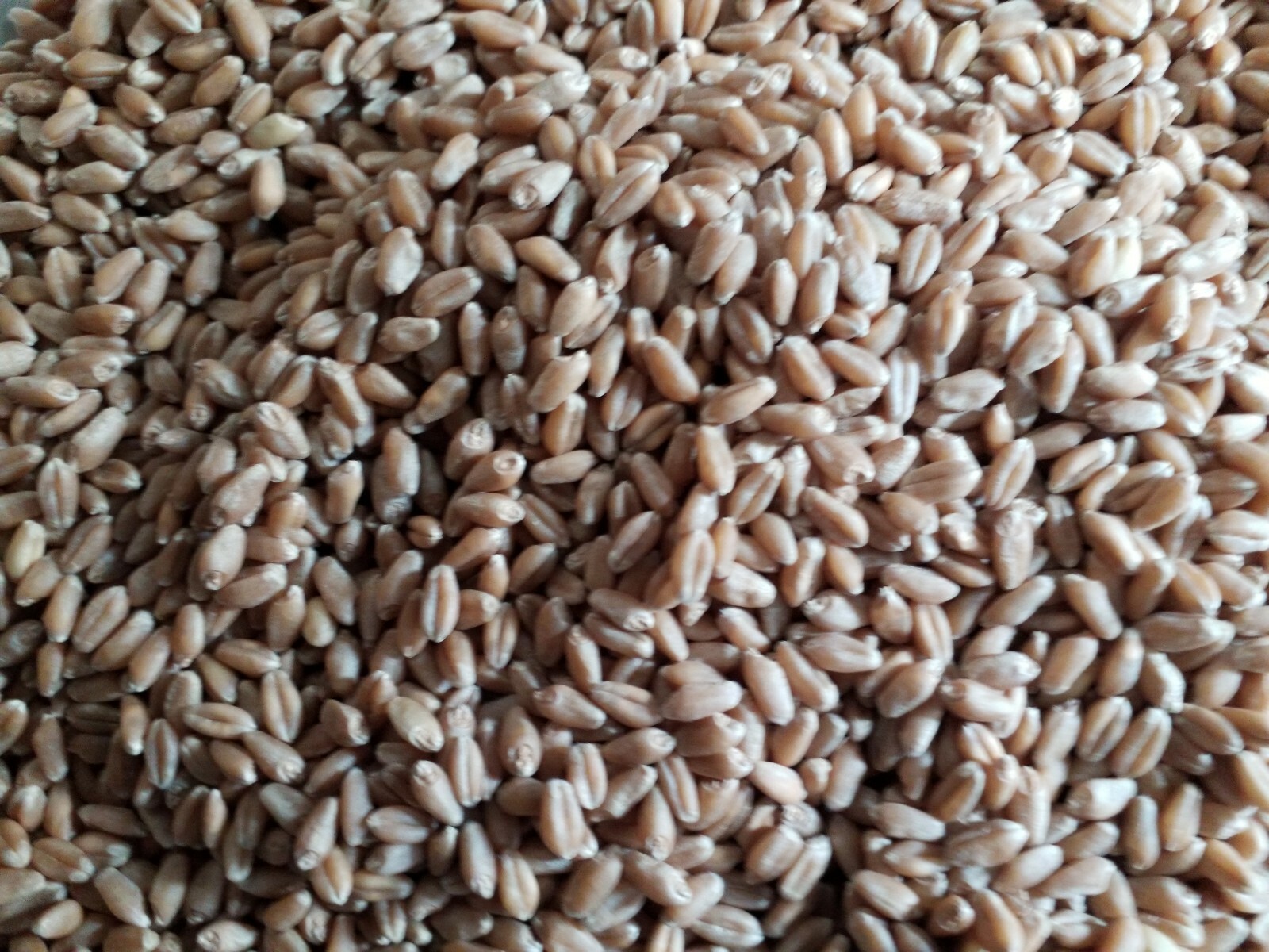 1 Lb (16 ounces) Semillas de Trigo Orgánicas/Organic Wheatgrass Seeds