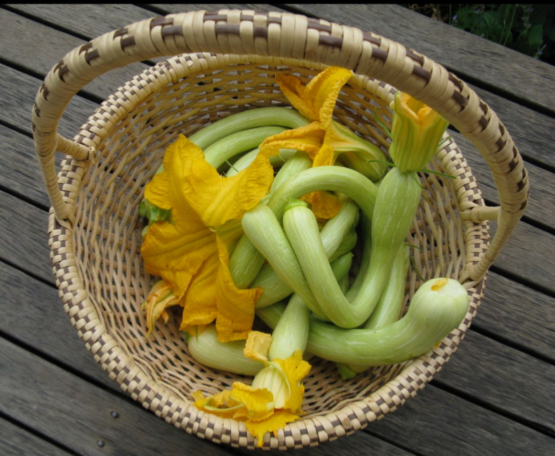 Tromboncino Squash Seeds Italian Zuchetta Cucuzzi Seed. Summer and Winter in One