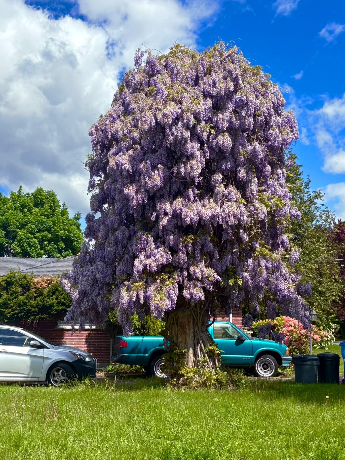 5 Chinese Blue Wisteria sinensis Tree Seeds Fast Climber Flower Vine Hardy Plant