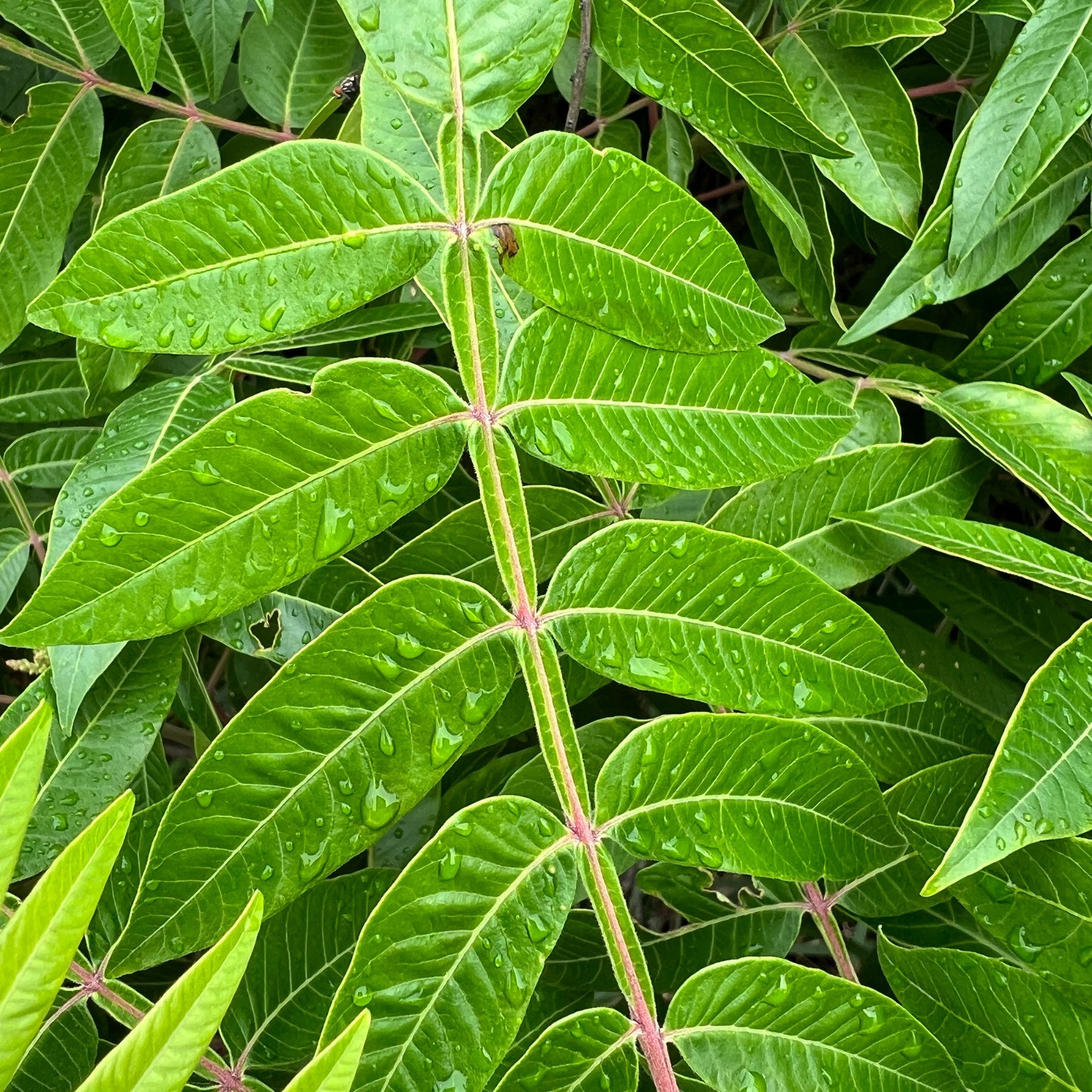 1500 Winged Sumac Tree Seeds (Rhus copallinum) Flameleaf Sumac – Zones 4-9 USA
