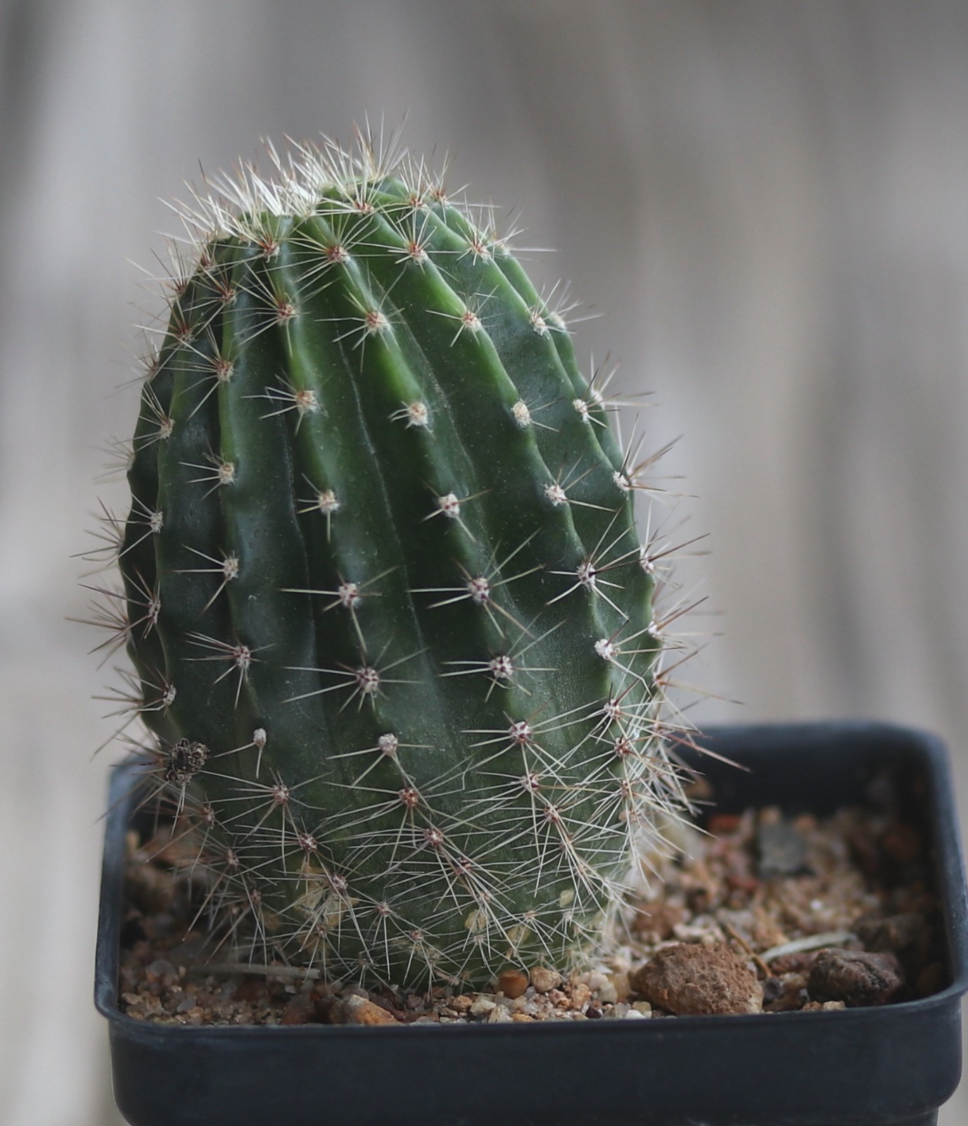 Echinopsis hybrid ‘Baron’