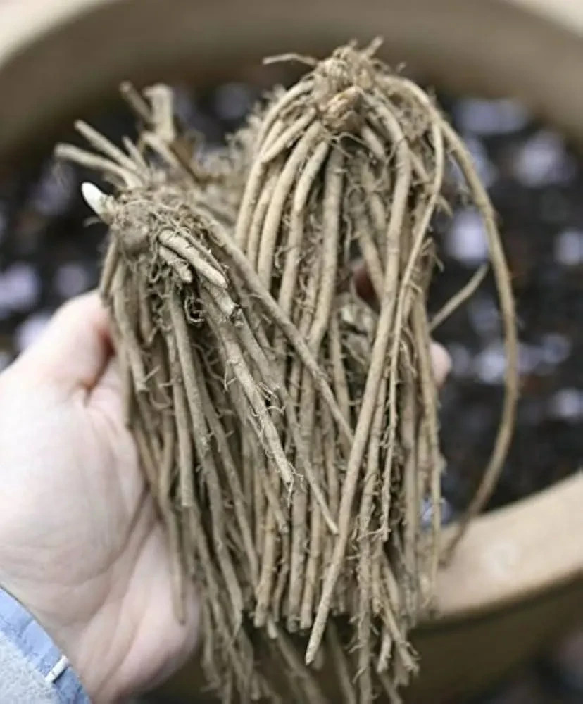 24 Asparagus Crowns “Purple Passion” 2 Yrs(Pack of 24 Bare Root Plants)Zone 3-8