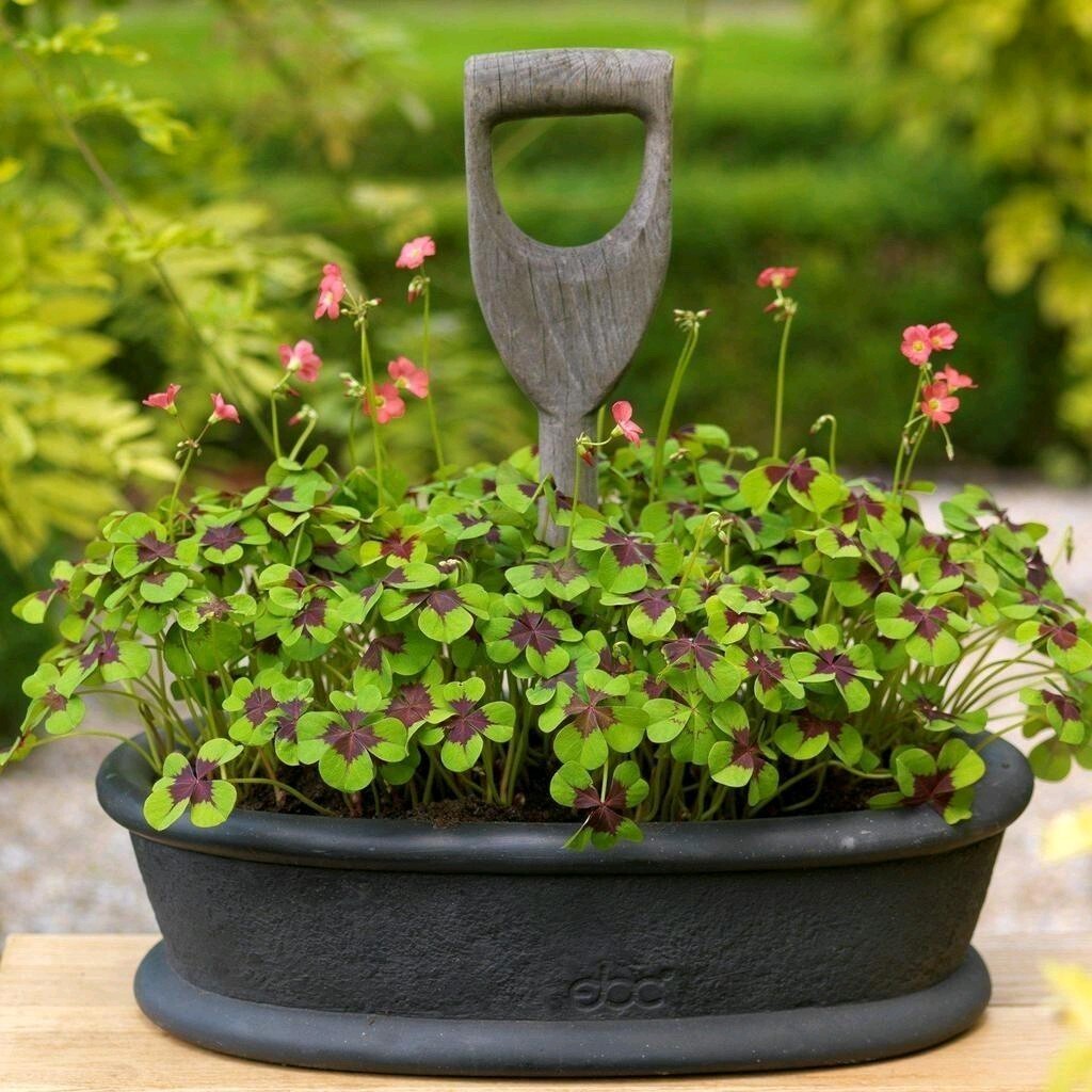 Pack of 15 Gorgeous Iron Cross Shamrock Oxalis Tetraphylla Bulbs