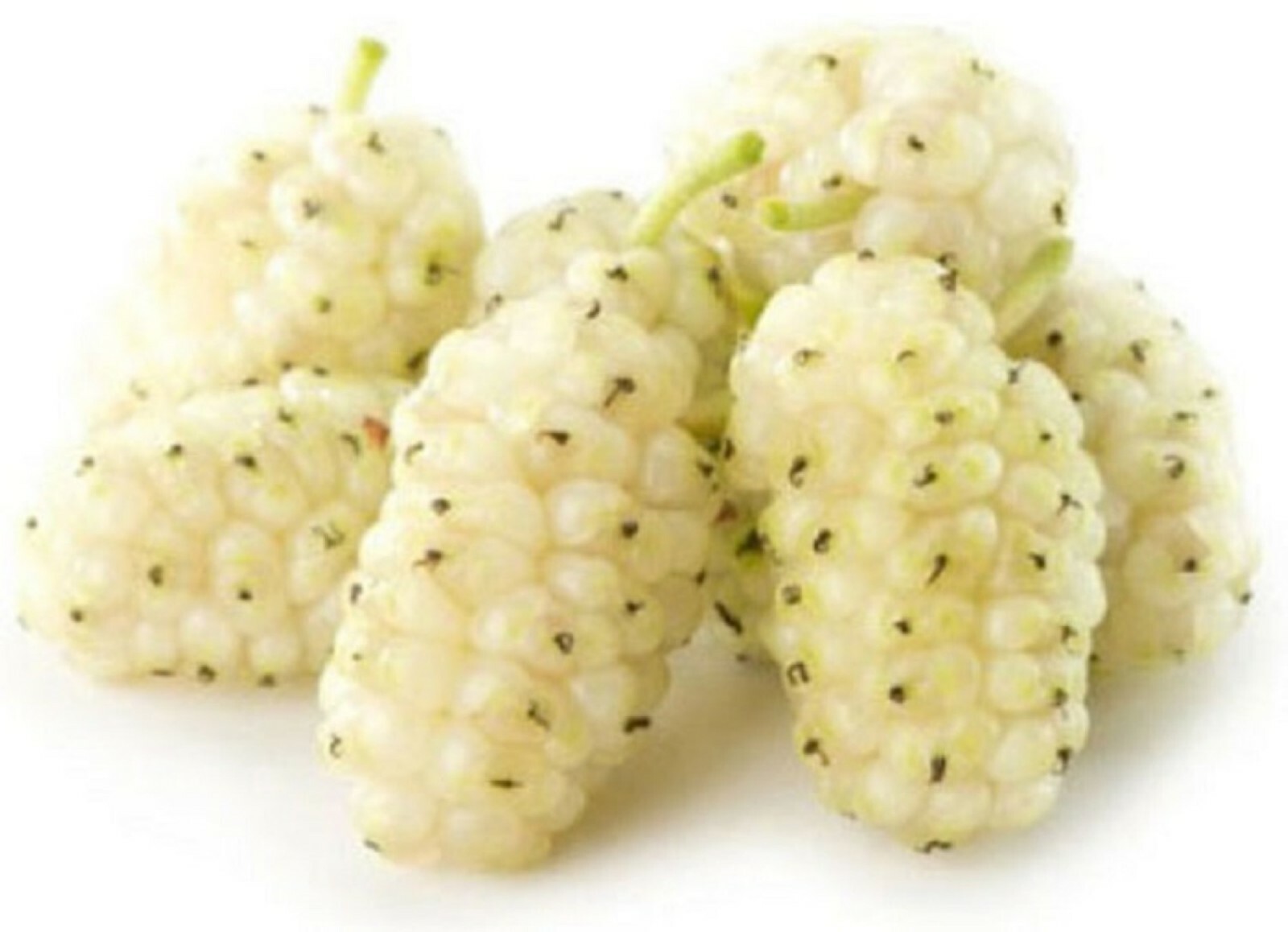 1-2 year old White Mulberry (Morus alba) plant, Russian, 12-18″ tall