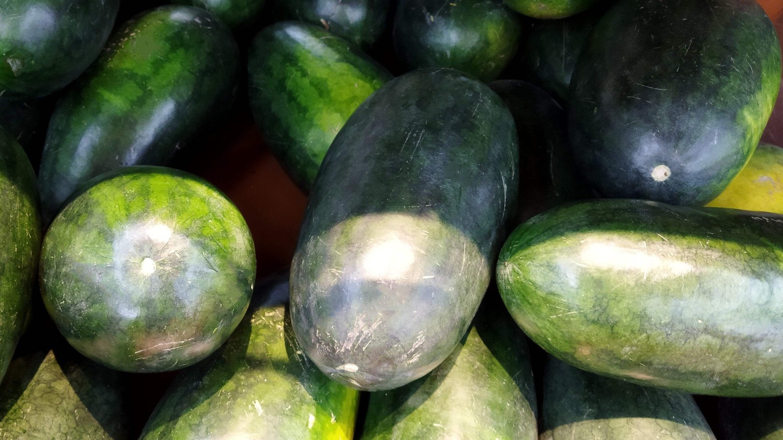 50 CONGO WATERMELON Red Citrullus Lanatus 40 lbs AAS Winner Fruit Melon Seeds