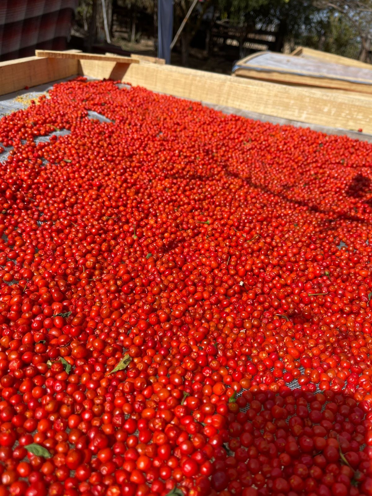 CHILTE FARM Chile Chiltepin Libra