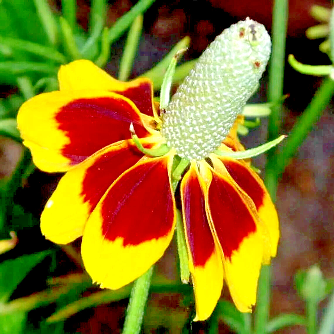 200+ MEXICAN HAT SEEDS SPRING PERENNIAL RARE DROUGHT TOLERANT DEER REPELLENT USA