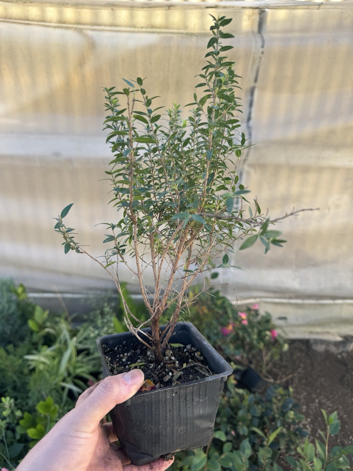 🌿 Myrtus communis ‘Compacta’ — Dwarf Myrtle Evergreen Shrub Live Plant 🌿