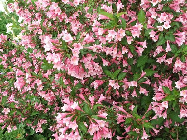 Weigela florida, Shrub Seeds (Fast, Showy, Hardy, Hummingbirds)