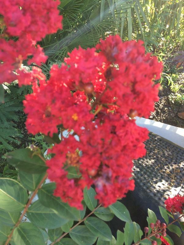 Lagerstroemia indica Red Rooster | Crape Myrtle | 20 Seeds