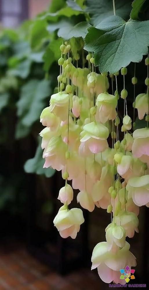 25+ Yellow Weeping Begonia Seeds for Garden Planting – USA – FREE SHIPPING!
